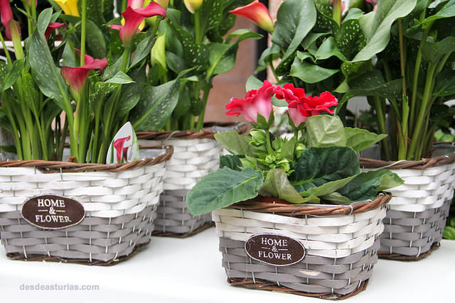 26453051120_087973618a_z